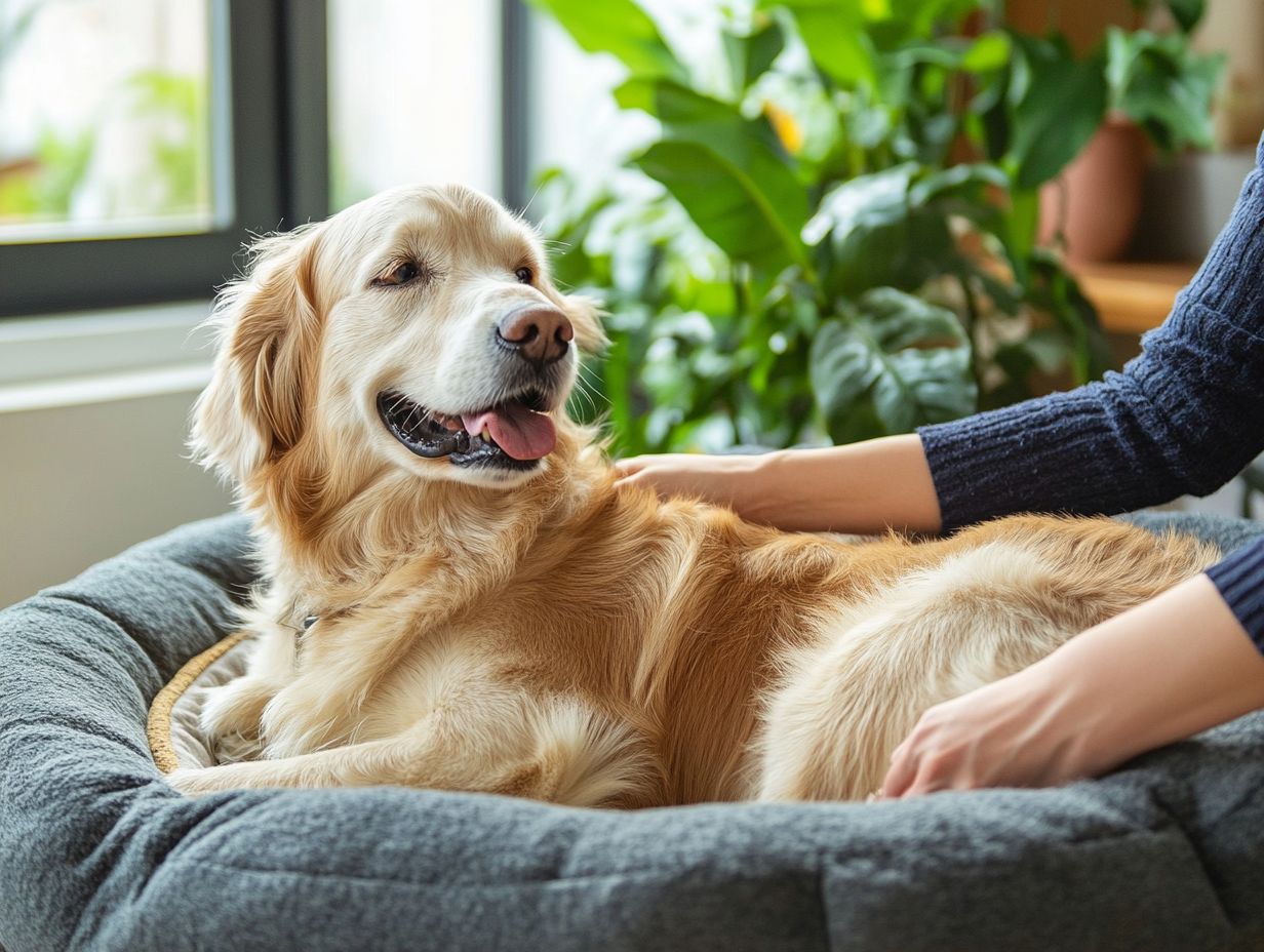 A collage of medication, therapy, and alternative approaches for pet anxiety