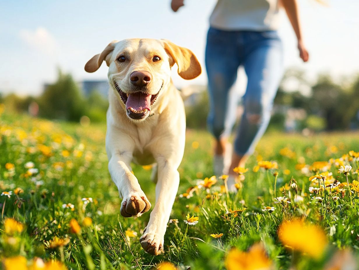 Image depicting the role of exercise in reducing pet anxiety.